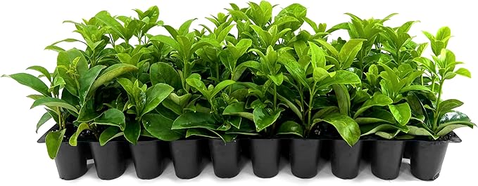 Viburnum Odoratissimum | 20 Live Plants | Viburnum odoratissimum | Fast Growing Privacy Hedge | Evergreen Screening Shrub