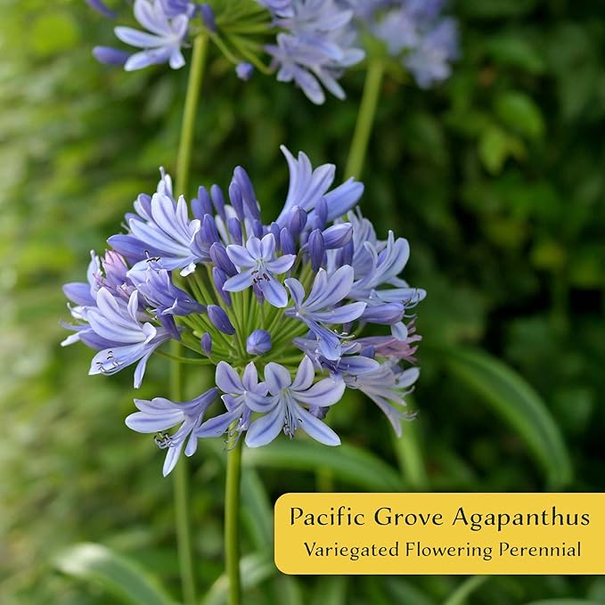 4 Pacific Grove Agapanthus in 3.5” Nursery Cubes (Agapanthus ‘Pacific Grove’) | Variegated Evergreen Perennial for Borders, Beds & Containers | Ready-to-Plant Live Starter Plants