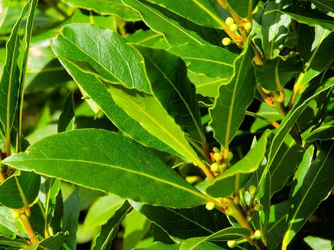 Greenwood Nursery: Live Perennial Plants - Bay Laurel Herb + Laurus Nobilis - [Qty: 1x 2.5 Pot] - (Click for Other Available Plants/Quantities)