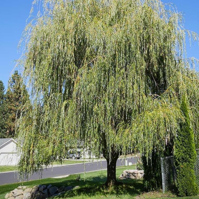 Weeping Willow Tree – 1 Gallon Potted – Fast-Growing Shade Tree | Arbor Day Foundation (Due to Agricultural Laws, Unavailable to CA, CT or AZ)