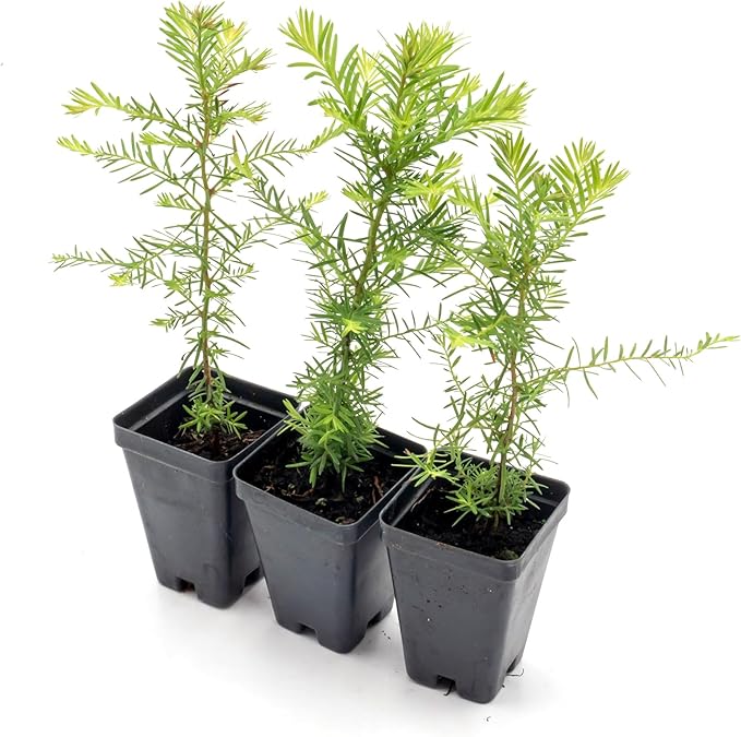 3 Coastal Redwood in 2.5” Nursery Cubes (Sequoia sempervirens) | Majestic Evergreen Tree for Shade, Privacy & Wildlife Support | Ready-to-Plant Live Starter Plants