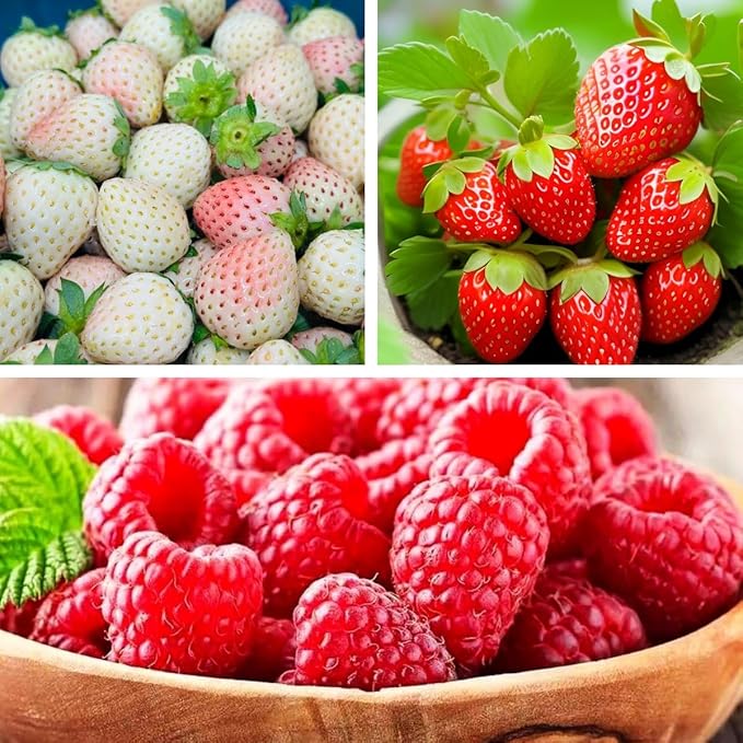 Mixed Strawberry Seeds for Planting, 500 Seeds with Red and White Strawberries and Raspberry Varieties for Home Gardens