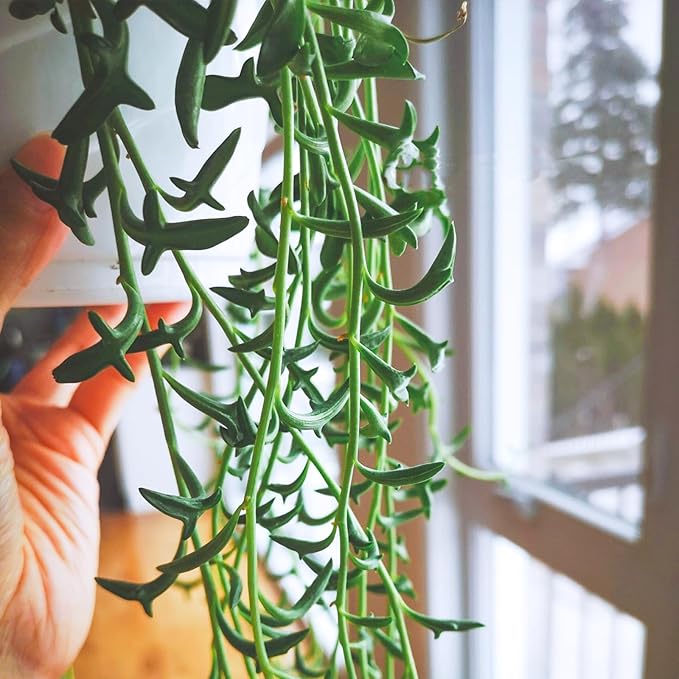 Sprout N Green Live Mini Succulent Plant, 2in String of Dolphins, 1 Pack Rare Succulent Fully Rooted in Pot, Real House Plant for Home Office Wedding Decoration DIY Projects Party Favor