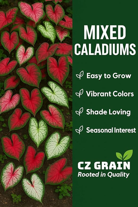 Caladium Bulbs for Planting - Mixed Colors, Growers Choice - Long Blooming Blend (48 Bulbs)