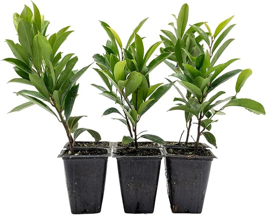 6 Dwarf Carolina Cherry Laurel in 3.5” Nursery Cubes (Prunus caroliniana ‘Compacta’) | Evergreen Shrub for Privacy Hedges, Screens, and Ornamental Landscaping | Ready-to-Plant Live Starter Plants