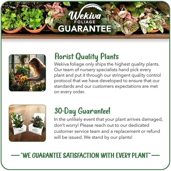 Peanut Butter Tree - Live Plant in a 4 Inch Growers Pot - Bunchosia Argentea - Exotic and Beautiful Fruit Tree for Your Edible Garden