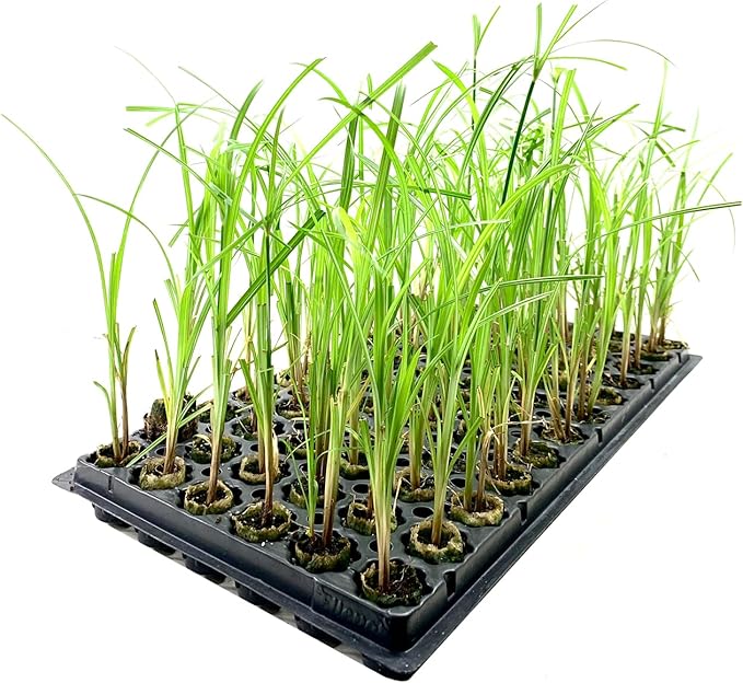Giant Egyptian Papyrus | 10 Live Plants | Cyperus Large Shade & Wet Tolerant Aquatic Foliage