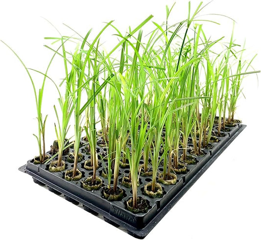 Giant Egyptian Papyrus | 10 Live Plants | Cyperus Large Shade & Wet Tolerant Aquatic Foliage