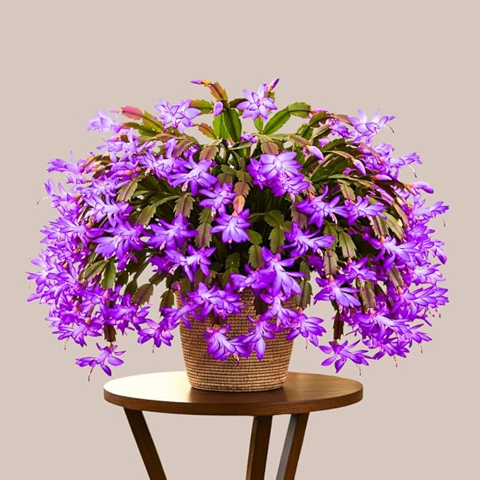 Thanksgiving Cactus Plants Live in 4" Pot, Holiday Christmas Cactus, Colorful Indoor Houseplant, Zygocactus Like, Ready to Bloom (Purple)
