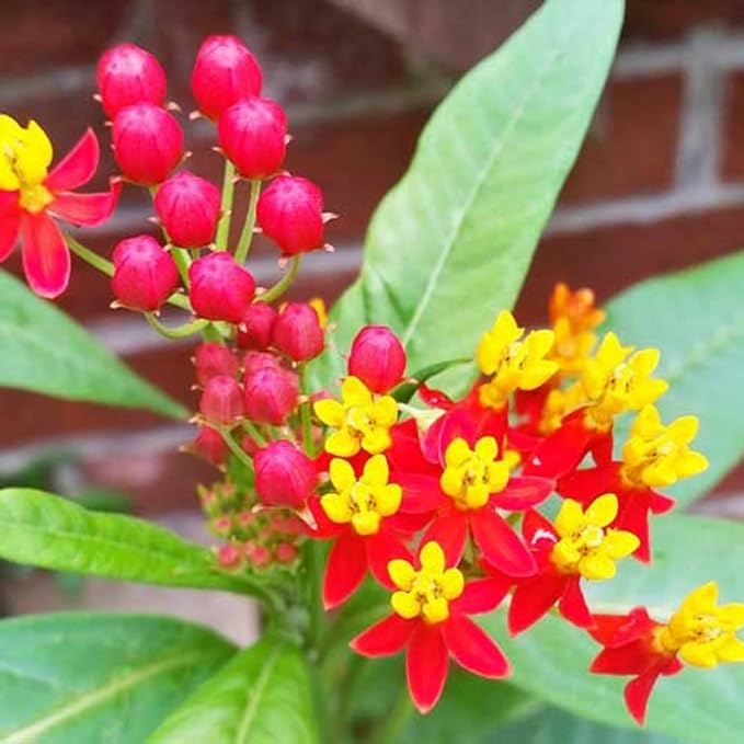 2 Milkweed Plants Live, Live Milkweed Plants, Asclepias Tuberosa Plant, 5 to 8 Inc Tall, Outdoors Gardening (Red)