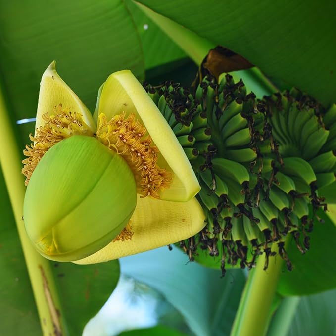 Tiny Banana Tree Live Plant, Cold Hardy Banana Plant Live, Tropical Banana Fruit Seedling, Well Rooted 4-8 Inch Tall