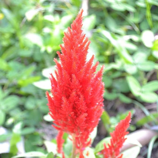 Plumed Castle Series Celosia Scarlet ~50 Seeds – Annual, Non-GMO, Ornamental Flower Seeds – Heat Tolerant, Compact 10–16" Plants – Great for Beds, Borders, & Containers – Vibrant Colors
