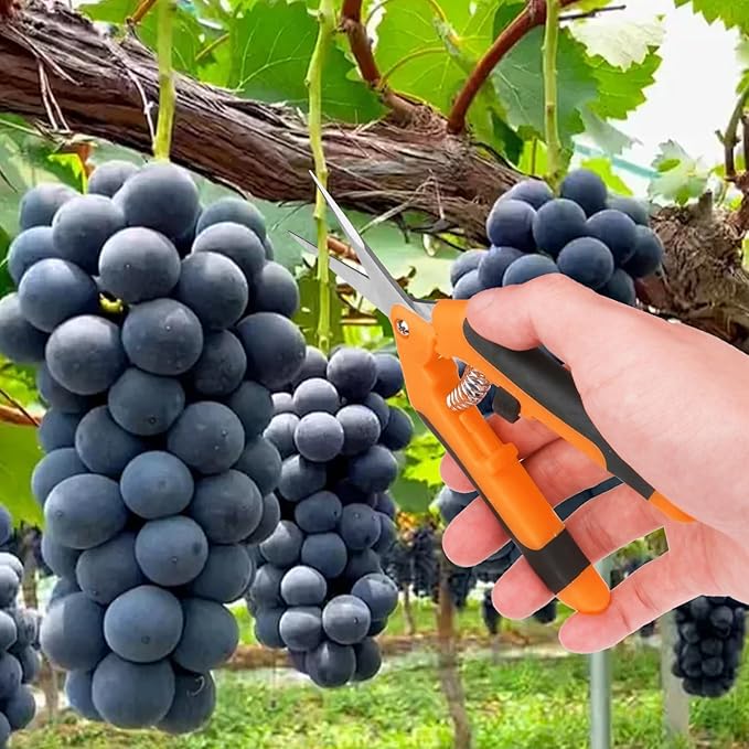 20 Pack 6.5 Inch Garden Pruning Scissors, Hand Pruner with Stainless Steel Blades, Sharp Point Gardening Shears Cutter, Gardening Pruning Shear, Supplies & Accessories(Orange)