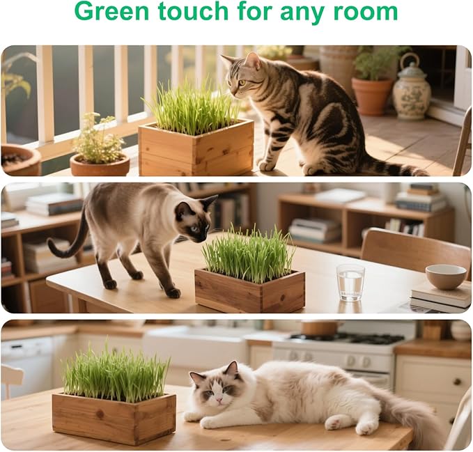 Cat Grass Kit for Indoor Cats Complete with Rustic Wood Planter, Organic Wheat Grass Seed and Soil, Grows in 7 Days, Prevent Hairballs and Aid Digestion Ideal Birthday Christmas Gift for Cat Lovers