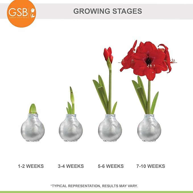 Garden State Bulb Waxed Amaryllis Flower Bulb, 30/32cm (Silver)