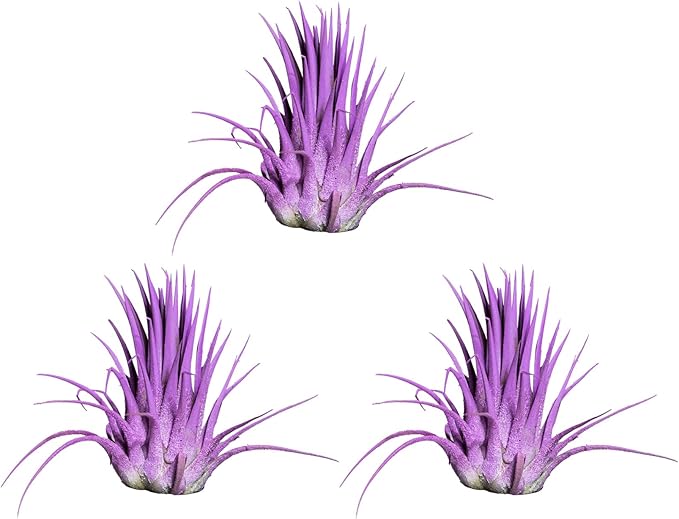 Air Plants - Tillandsia Ionantha - Organically Enhanced Color - Live Arrival Guaranteed - House Plants for Home Decor & Gift (Lavender 3pk)