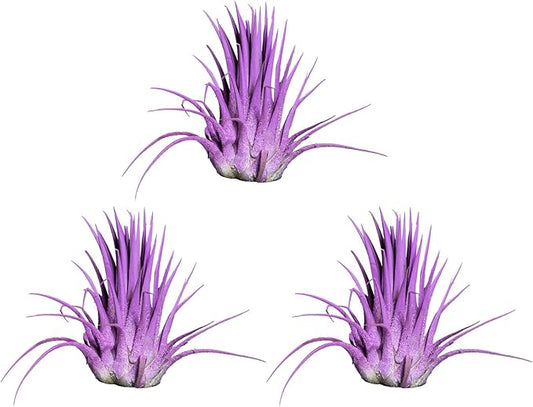 Air Plants - Tillandsia Ionantha - Organically Enhanced Color - Live Arrival Guaranteed - House Plants for Home Decor & Gift (Lavender 3pk)