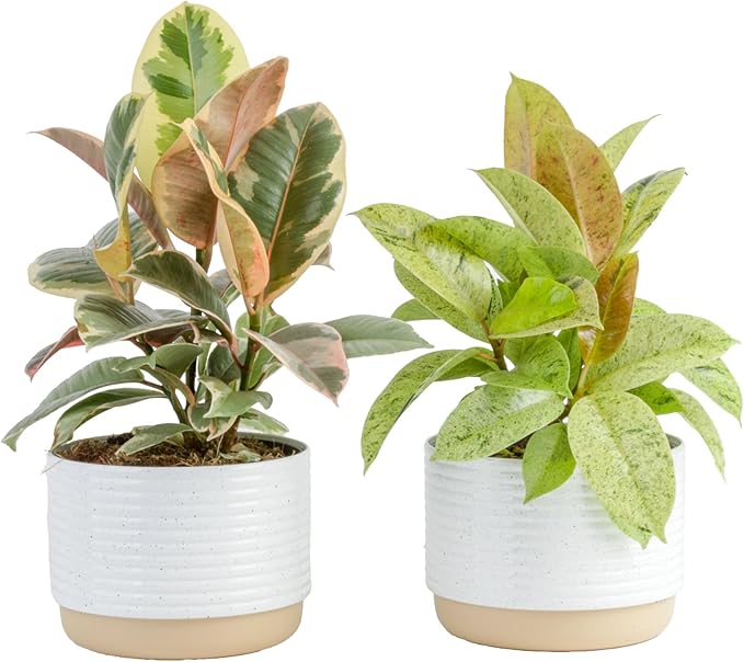 Costa Farms Ficus Live Plants in Decorative Pot, Indoor Houseplant, Assorted Variety, Perfect for Home, Room, or Office Decor, Great House Warming or Birthday Gift, 12-18 Inches Tall, Pack of 2
