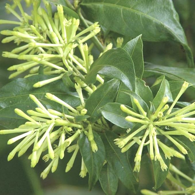 3 Night Blooming Jasmine Plants Live, 5 to 8 Inches Tall, Cestrum Nocturnum Plant Jasmine Vine Plant