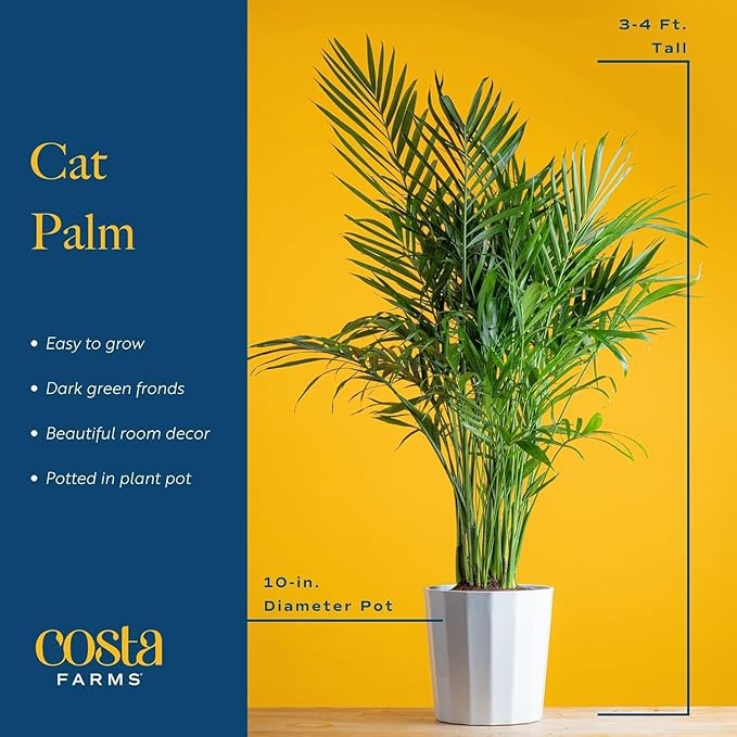 Costa Farms Cat Palm Live Plant in Plastic Pot, Large Indoor Houseplant, Perfect for Home, Room, or Office Decor, Great House Warming or Birthday Gift, 3-4 Feet Tall