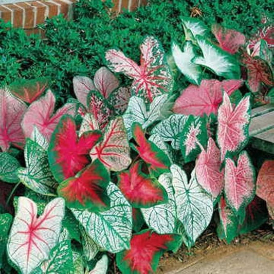 Bulk Mixed Caladium Bulbs for Planting - Perennial Hosta, Elephant Ears, Fancy (50 Bulbs)