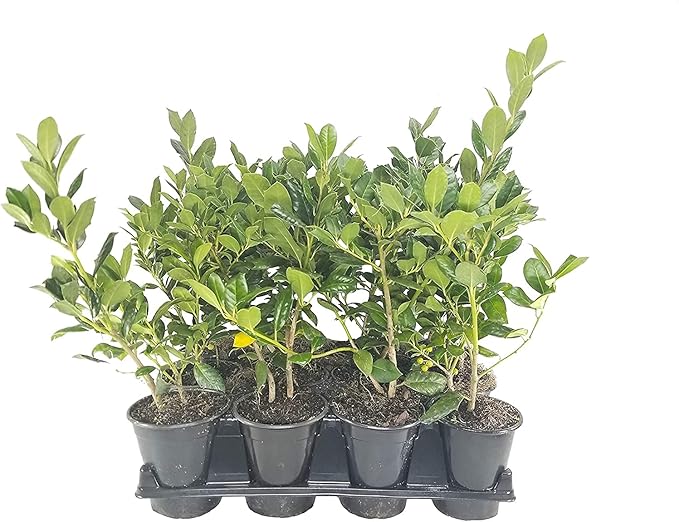 Ilex Nellie R. Stevens Holly - 5 Live Quart Size Trees - Evergreen Privacy Shrub - Red Berries