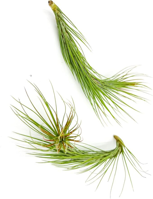 ragnaroc Air Plants - Tillandsia Funckiana Hybrid, Large 5-7" - 2ct - Live Arrival Guaranteed - House Plants for Home Decor & Gift