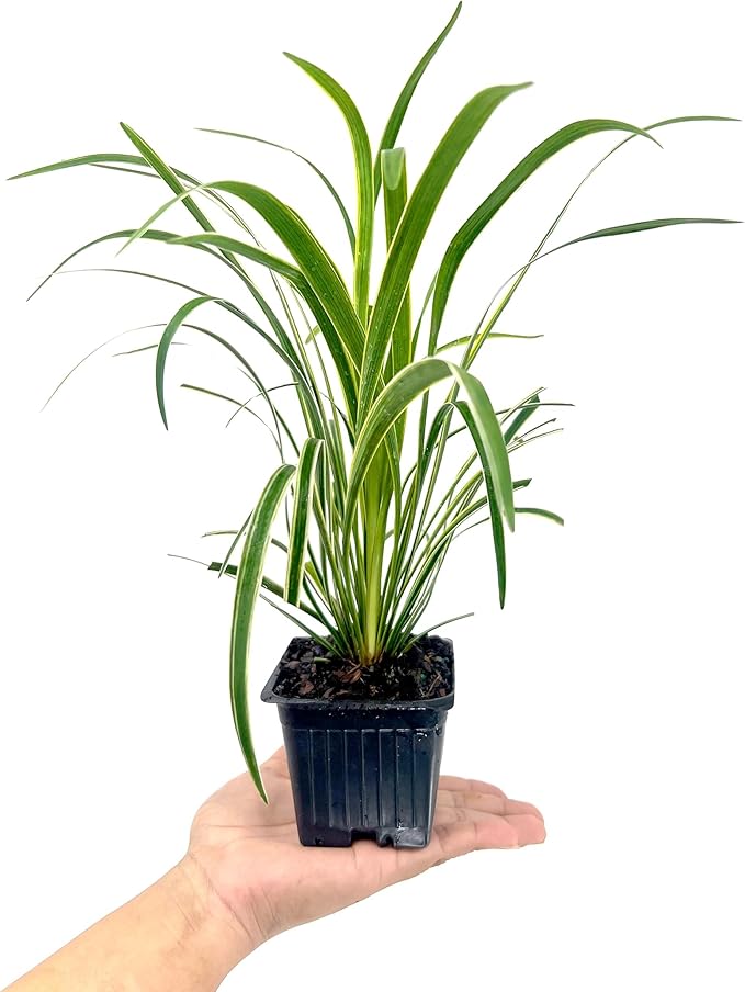 Variegated Liriope | 3 Live 4 Inch Pots | Liriope Muscari Variegata | Ornamental Ground Cover Plants | Evergreen Foliage