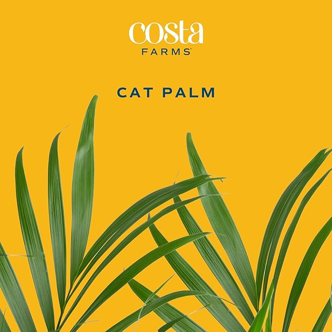 Costa Farms Cat Palm Live Plant in Plastic Pot, Large Indoor Houseplant, Perfect for Home, Room, or Office Decor, Great House Warming or Birthday Gift, 3-4 Feet Tall