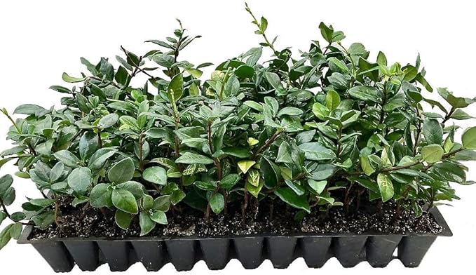 Jasmine Confederate | 10 Live Plants | Trachelospermum Jasminoides | Fragrant Easy to Grow Vine Showy Blooms