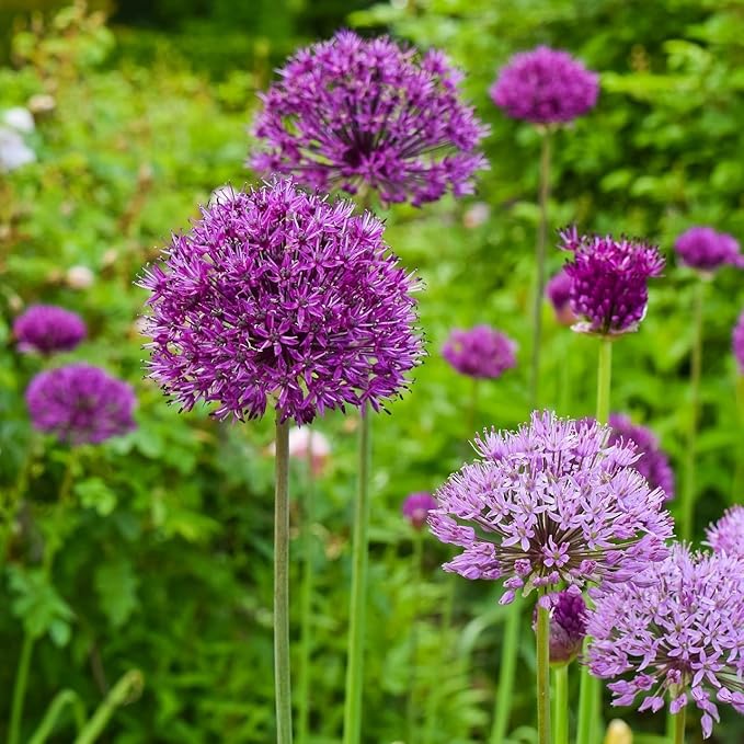 Allium ‘Purple Sensation’ Flowers – 3 Bulbs - Giant Globe-Shaped Purple Blooms | Sturdy 24–36″ Stems for Cutting & Borders | Deer & Rabbit Resistant Pollinator Favorite | Zones 3–8