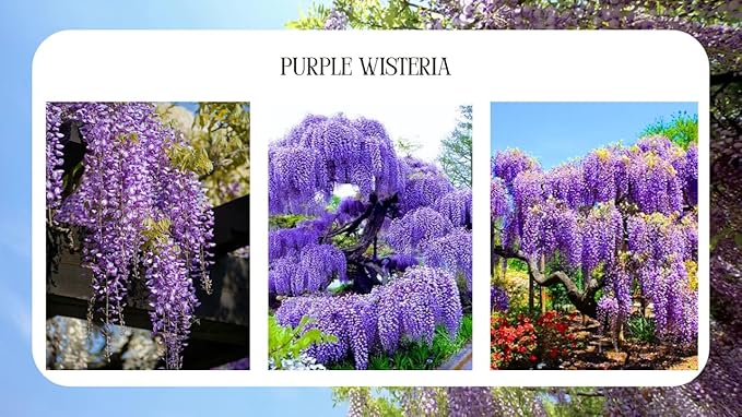 Wisteria Live Plant Seedling Tree in Pot, Dormant, Well-Rooted, 6-12" in Tall, Cold Hardy, Purple Blue Wistera