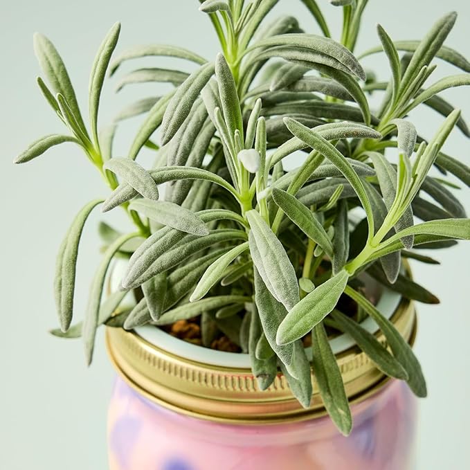 Modern Sprout Mason Garden Jar + Replant Kit - Self-Watering Hydroponics Growing System Kit w/Organic Herb Seeds - Jar Planter for Indoor Herb Garden - Seed Starter - Home Decor Gifting - Lavender