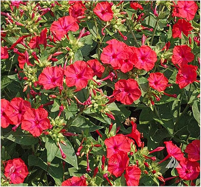 80 Red Four O'Clock Seeds - Tender Perennial That Reseeds Easily