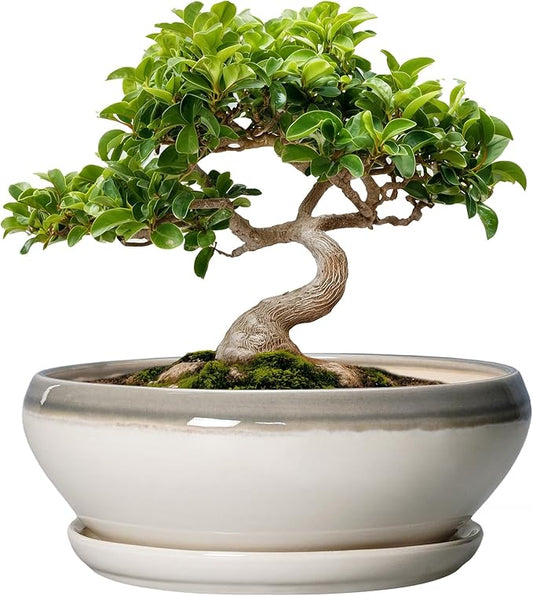 SQOWL Bonsai Tree Pots - 8 Inch Ceramic Succulent Pots with Drainage Hole and Saucer, Shallow Round Planter Indoor Outdoor, Ceramic Bonsai Pot, Planter Bowl, House Decor, Plant Lover Gift, Gray-Beige