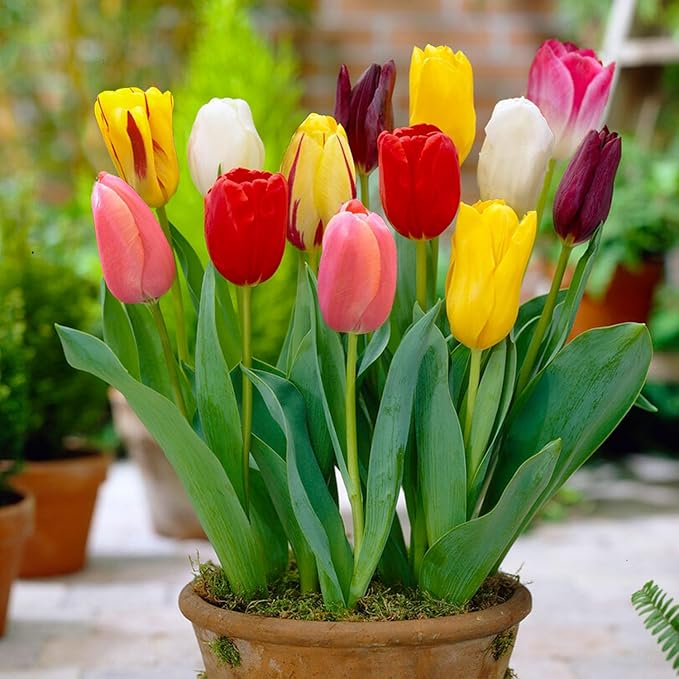 Garden State Bulb Bright Sunshine Mix Single Late Tulip Flower Bulbs, 12/+ cm, Fall Planting (Bag of 100)