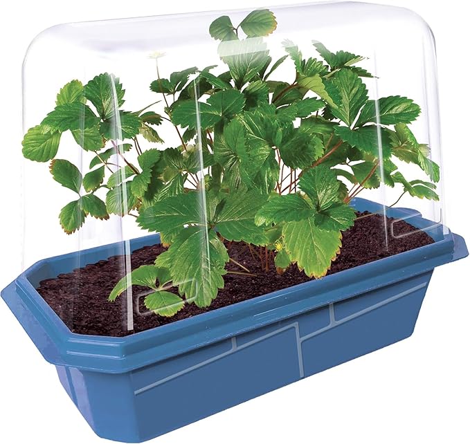Grow Your Own Strawberries Kit, Everbearing Sweet and Juicy Strawberry Plants for Indoor and Outdoor Planting, Includes Everything for Easy Gardening Just Add Water