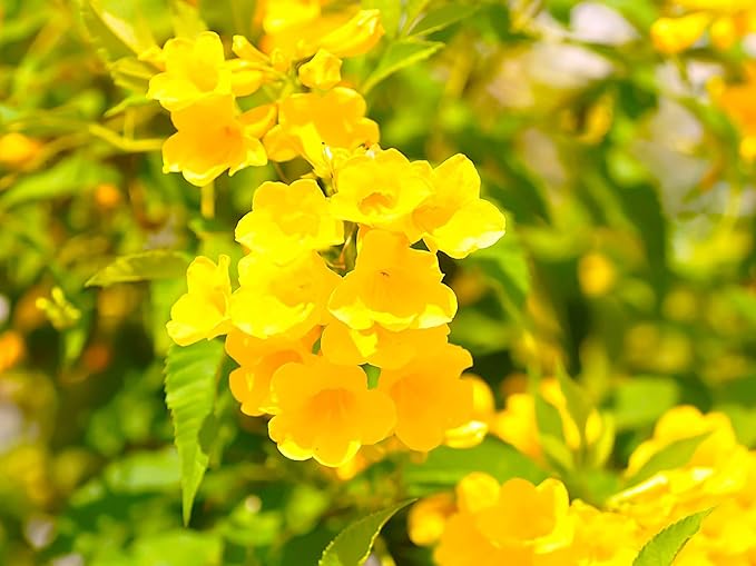 Greenwood Nursery: Live Perennial Plants - Yellow Trumpet Creeper Vine + Campsis Radicans - [Qty: 3X 3.5 Pots] - (Click for Other Available Plants/Quantities)