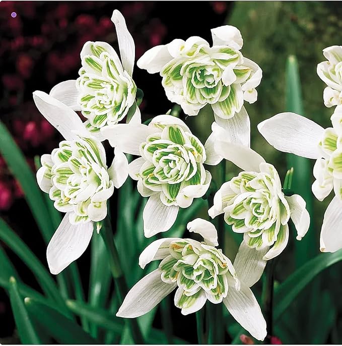 5 Double Snowdrops Bulbs - Top Size - Earliest Spring Blooms Thrive in Shade and Partial Sun - A Rare and Potected Specie in Holland