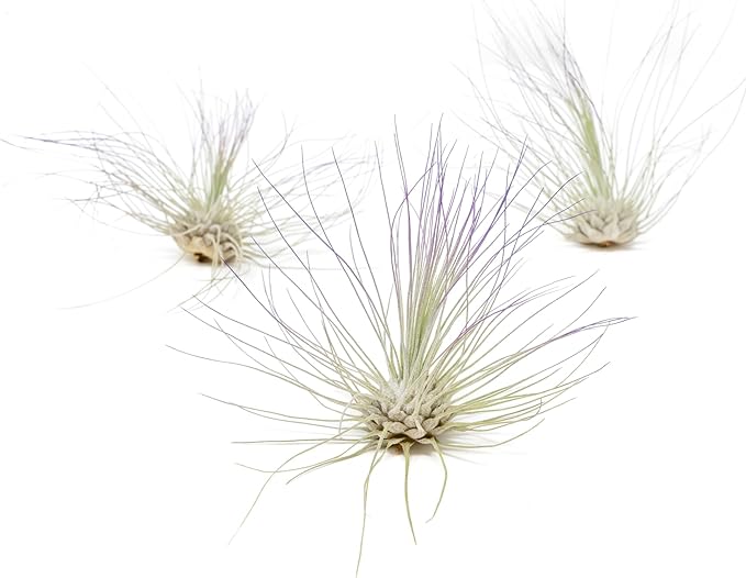 Purple Colorful Tillandsia Air Plants - Long Lasting Color Enhanced Live Tillandsia Succulent House Plants - Home and Garden Decor - Easy Care Indoor and Outdoor (Argentea Thin, Pack of 3)