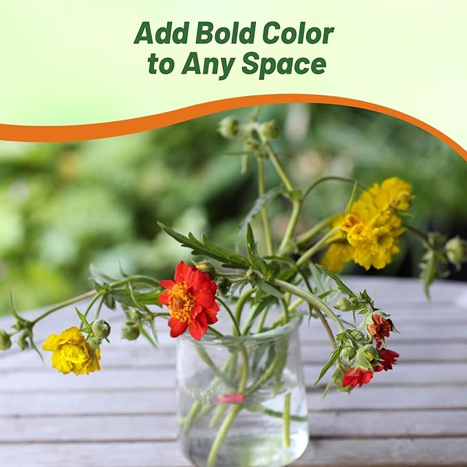 Outsidepride Sunbeam Geum Seeds - 10 Pcs Easy to Grow Perennial Flower Seeds for Planting with Vibrant Blooms Attractive to Pollinators, for Cut Flower Arrangements, Borders, & Flower Beds