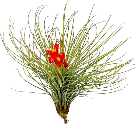 ragnaroc Air Plants - Tillandsia Andreana, Large 4-6" - 1ct - Live Arrival Gauranteed - House Plants for Home Decor & Gift