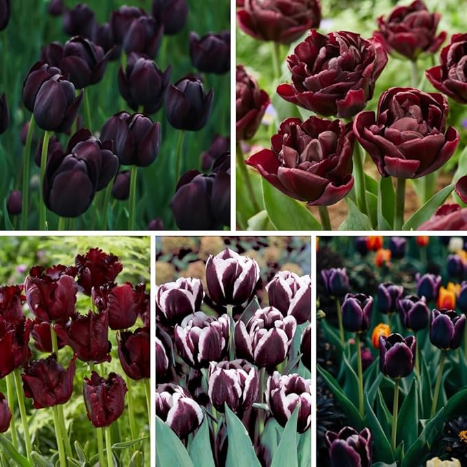 20 Tulip Bulbs for Fall Planting, Top Size Tulips Bulbs Perennial Flowers, Vibrant Spring Blooms, Easy Fall Planting (Black Tulip Collection)
