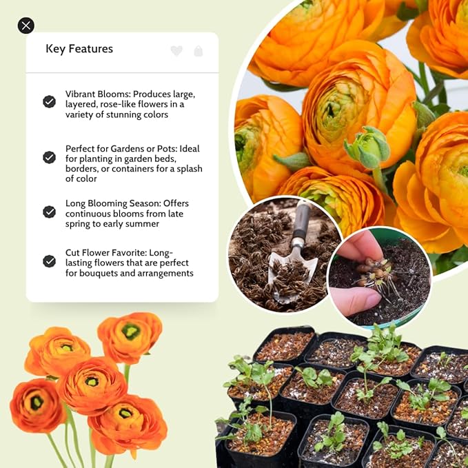 30 Ranunculus Bulbs for Fall Planting, Butterfly Ranunculus Corms, Peony Ranunculus Flower Bulbs for Garden, Vibrant Blooms in Spring (Orange Ranunculus)