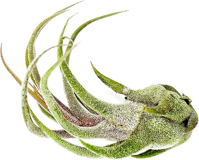 ragnaroc Air Plants - Tillandsia Pruinosa, Large 3-5" - 1ct - Live Arrival Guaranteed - House Plants for Home Decor & Gift