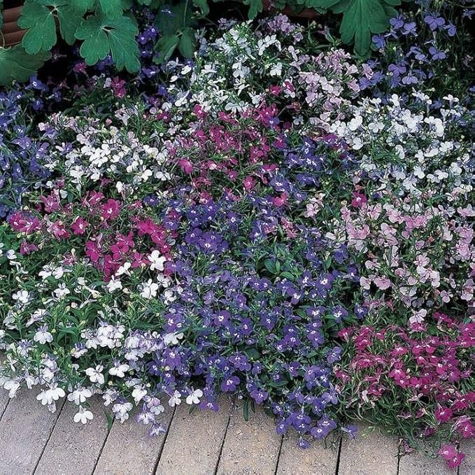 Park Seed Riviera Mixture Lobelia Seeds – Pack of 20 Seeds, Compact, Mounding Habit, Early-Blooming, Attracts Butterflies, Ideal for Containers, Beds, and Borders