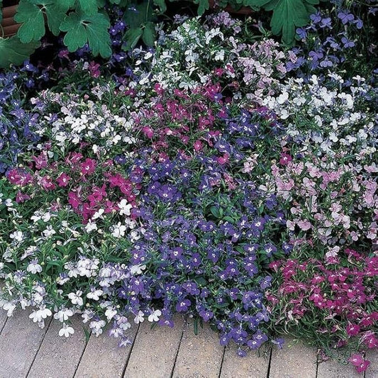 Park Seed Riviera Mixture Lobelia Seeds – Pack of 20 Seeds, Compact, Mounding Habit, Early-Blooming, Attracts Butterflies, Ideal for Containers, Beds, and Borders