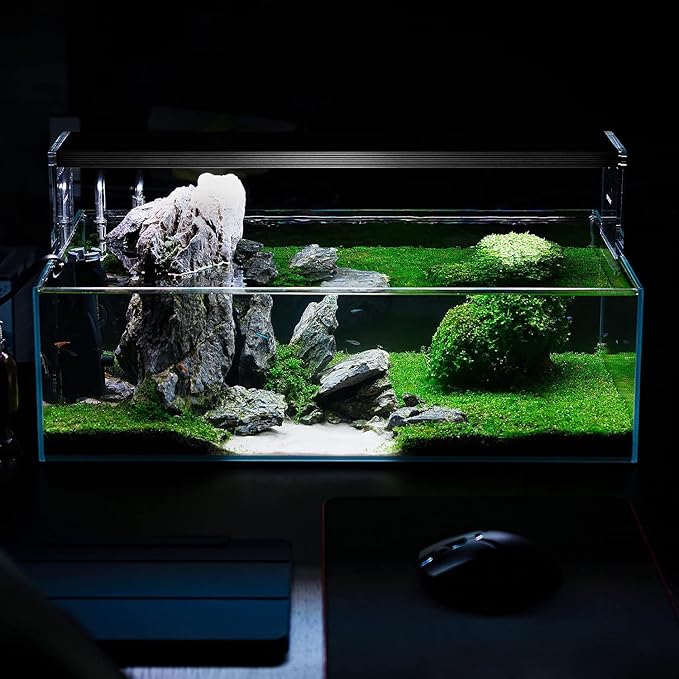 SubstrateSource Live Plant - Dwarf Baby Tears Hemianthus Callitrichoides Live Aquarium Plant Tissue Culture Cup - 100% Snail Free in Vitro (Dwarf Baby Tears)
