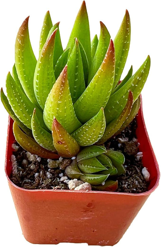 Sprout N Green Haworthia rubrobrunnea, Rare Live Succulent Plant Fully Rooted in 2inch Starter Pot, Home Office Indoor Outdoor Wedding Decoration DIY Projects Party Favor