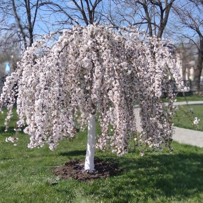 Cherry Blossom Tree, White Weeping Cherry Tree Live Plant, 6-12 Inch Tall in 2.5 Inch Pot, Dormant in Winter